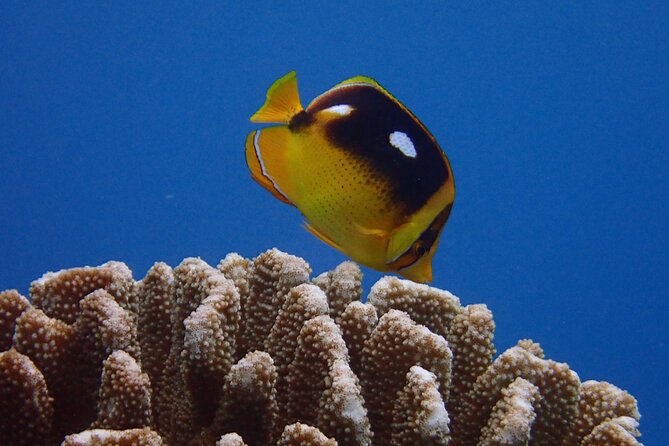Guided Scuba Dive in Lahaina: Certified - The creatures you may see below the surface