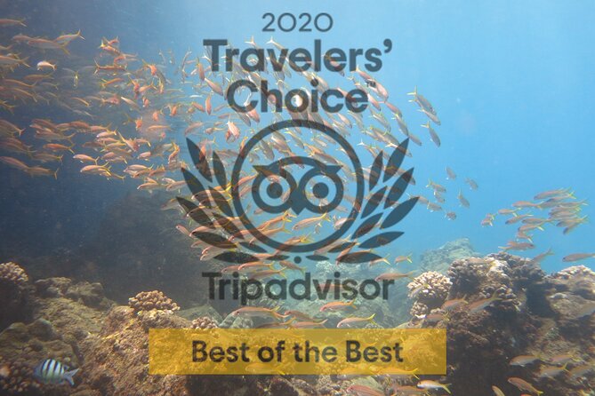 Guided Scuba Dive in Lahaina: Certified - Is $189 a good value?