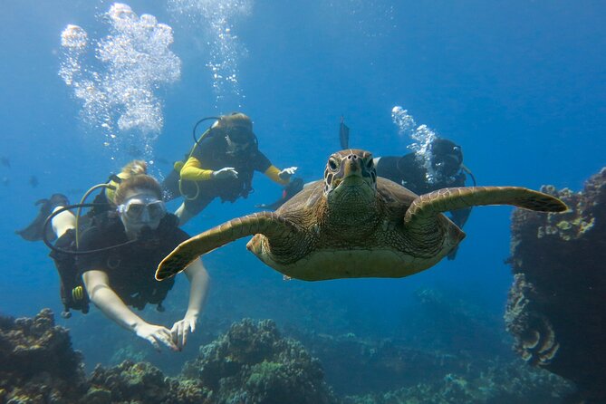 Guided Scuba Dive in Lahaina: Certified - Safety, fitness, and the flight rule