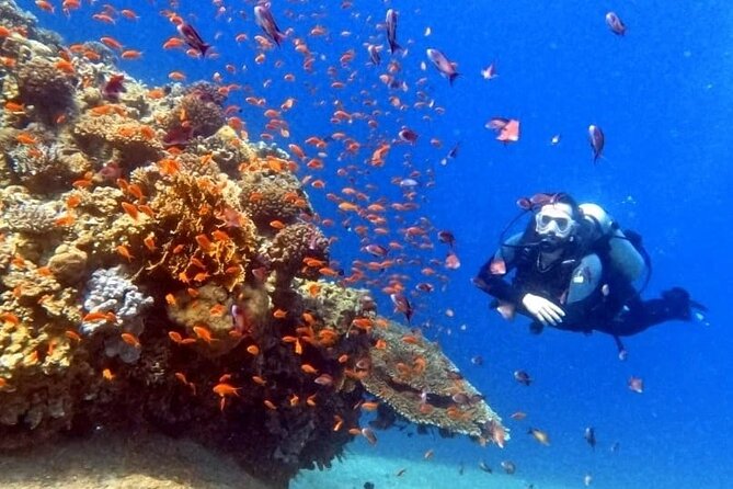 Guided Scuba Diving Adventure in Aqaba - The Value of $48.62