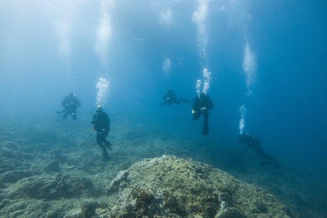 Guided SCUBA Diving for Certified Divers in Athens - What you may see around the reefs and coves