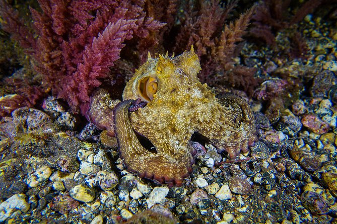 guided Scuba Diving on Tenerife (for certified divers) - What this Tenerife scuba outing is really like