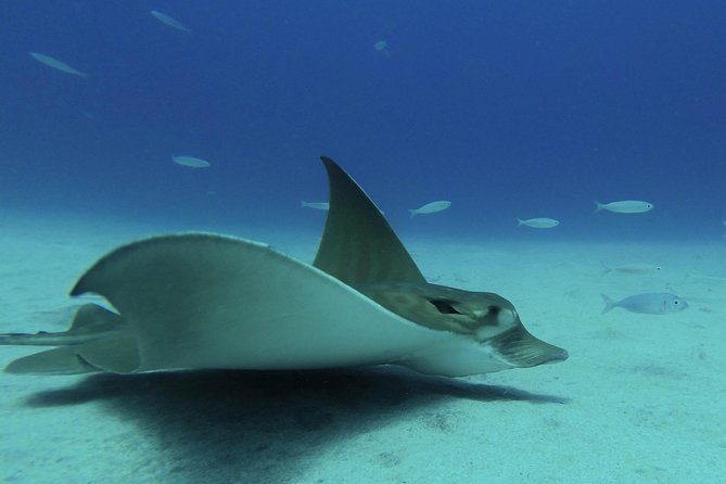 guided Scuba Diving on Tenerife (for certified divers) - What you can look for below the surface