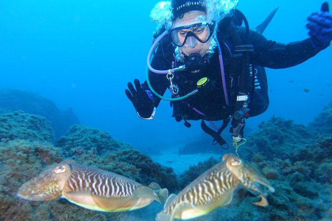 guided Scuba Diving on Tenerife (for certified divers) - Six hours, several timings, and the value of the package