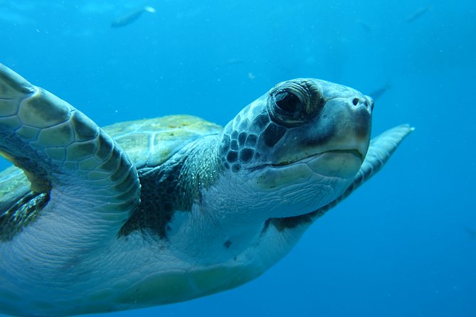 guided Scuba Diving on Tenerife (for certified divers) - What is included, and what you still need to plan