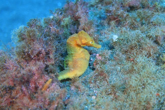 guided Scuba Diving on Tenerife (for certified divers) - Health, certification, and flight timing