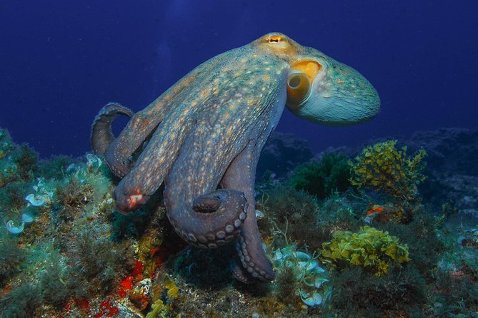 guided Scuba Diving on Tenerife (for certified divers) - Who will get the most from this outing