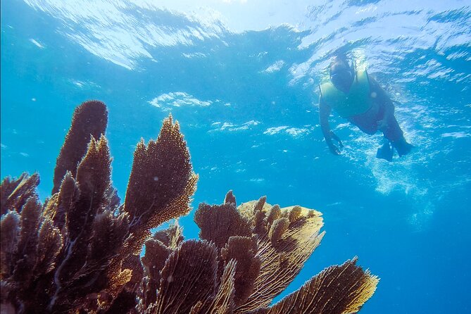 Guided Shallow 2 Tank Dive Trip for CERTIFIED SCUBA DIVERS ONLY! - Key points to know before you book