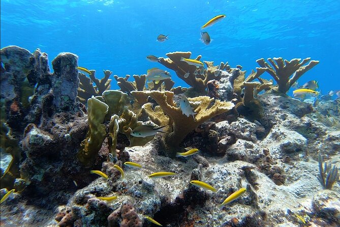 Guided Shallow 2 Tank Dive Trip for CERTIFIED SCUBA DIVERS ONLY! - Cancellation, timing, and small practical details