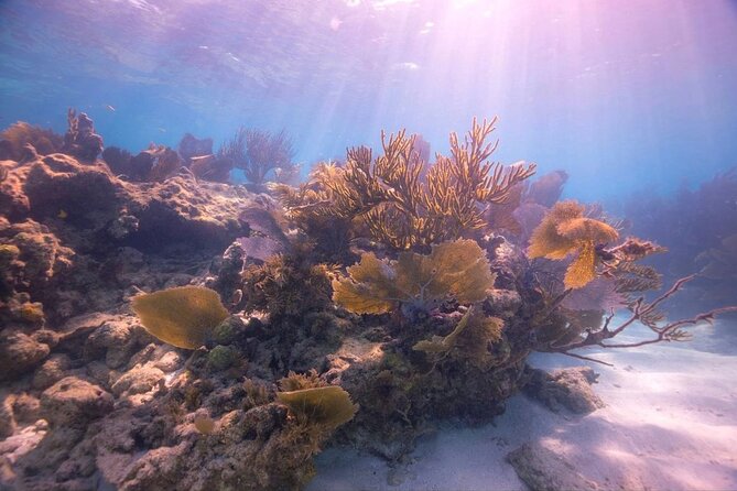 Guided Shallow 2 Tank Dive Trip for CERTIFIED SCUBA DIVERS ONLY! - The Florida Keys National Marine Sanctuary as stop two