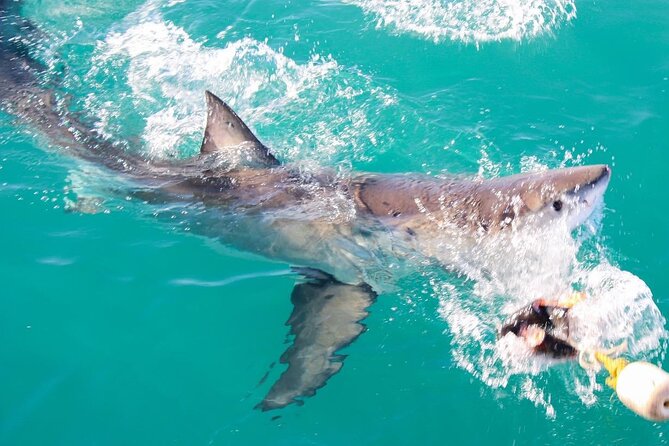 Guided Shark Cage Diving with Hookah Air Supply in Gansbaai - Meeting wild sharks off the Gansbaai coast