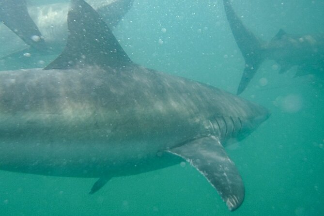 Guided Shark Cage Diving with Hookah Air Supply in Gansbaai - What happens if sharks do not show