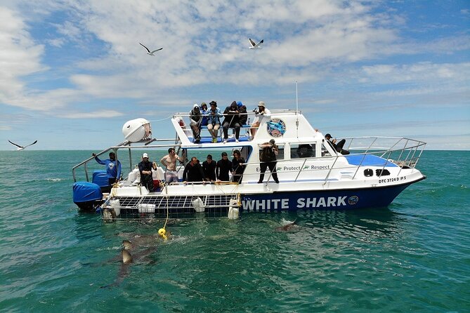 Guided Shark Cage Diving with Hookah Air Supply in Gansbaai - Who will enjoy this most