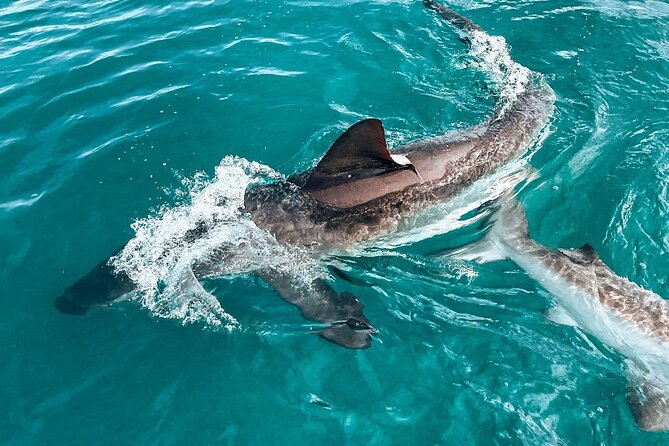 Guided Shark Cage Diving with Hookah Air Supply in Gansbaai - A practical look at the four-hour schedule