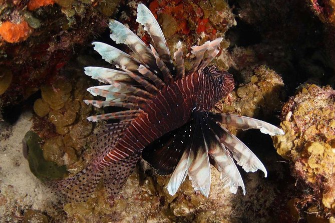 Guided Shore Dive for Certified Divers with Scubaçao (1 tank) - Why this Curaçao shore outing feels personal