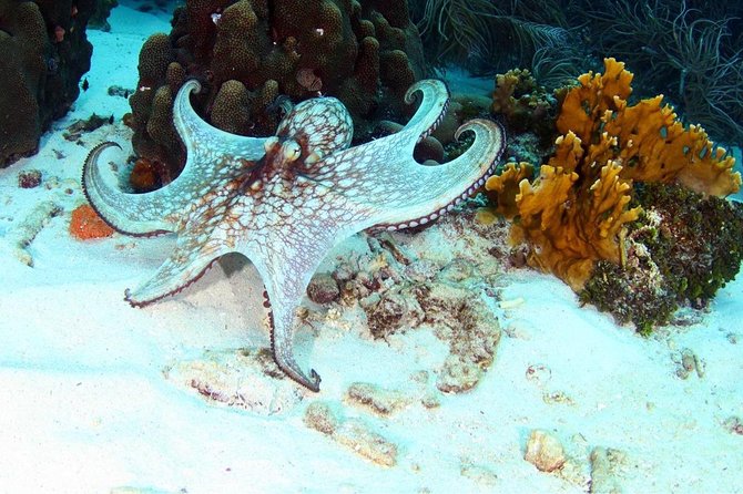 Guided Shore Dive for Certified Divers with Scubaçao (1 tank) - Who should book this experience?