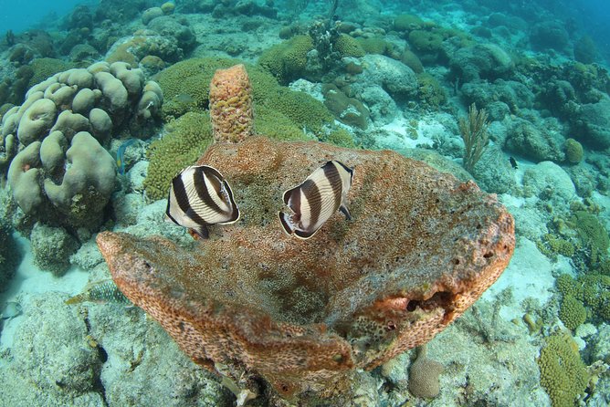 Guided Shore Dive for Certified Divers with Scubaçao (1 tank) - The ride to a shore-accessible site