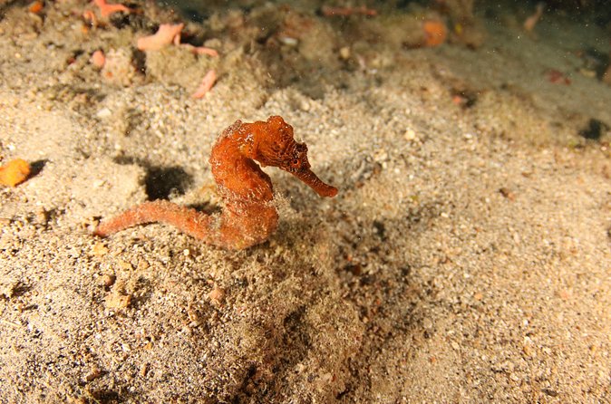 Guided Shore Dive for Certified Divers with Scubaçao (2 tank) - Who should book this Curaçao outing?