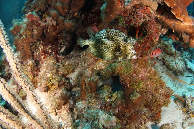 Guided Shore Dive for Certified Divers with Scubaçao (2 tank) - What the underwater sessions are like