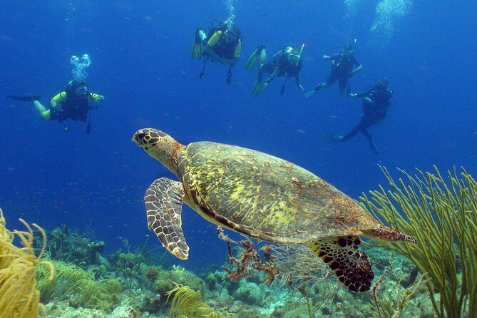 Guided shore dive on one of our house reefs for Certified Divers. - Key points to know before booking
