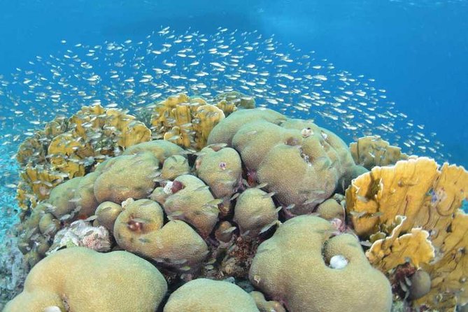 Guided shore dive on one of our house reefs for Certified Divers. - A house reef you can reach on foot