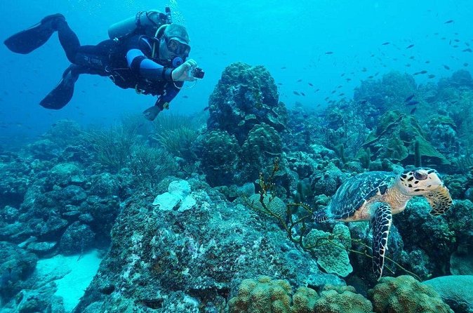 Guided shore dive on one of our house reefs for Certified Divers. - What you might see below the surface