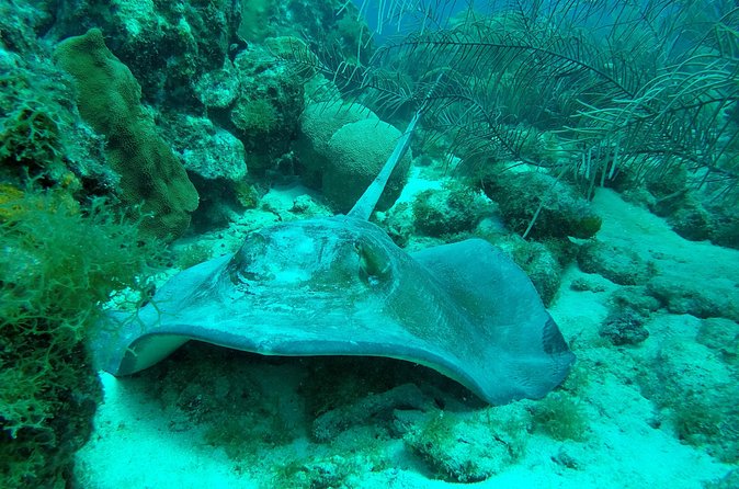 Guided shore dive on one of our house reefs for Certified Divers. - Who gets the best value from the $40 price