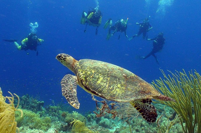 Guided shore dive on one of our house reefs for Certified Divers. - Should you book this Curaçao reef outing?