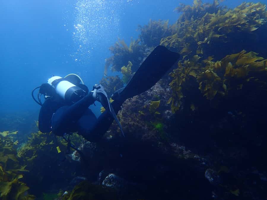 Guided Shore Dive Tour for Certified Divers - Why Goat Island is a special place to see underwater