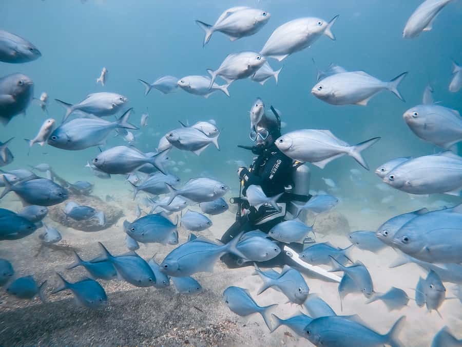 Guided Shore Dive Tour for Certified Divers - ABC Bay and the first look at Goat Island’s marine life