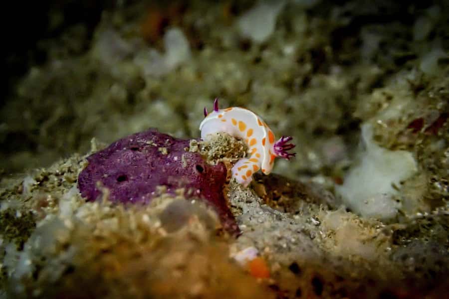 Guided Shore Dive Tour for Certified Divers - Shag Rock and Waterfall Reef
