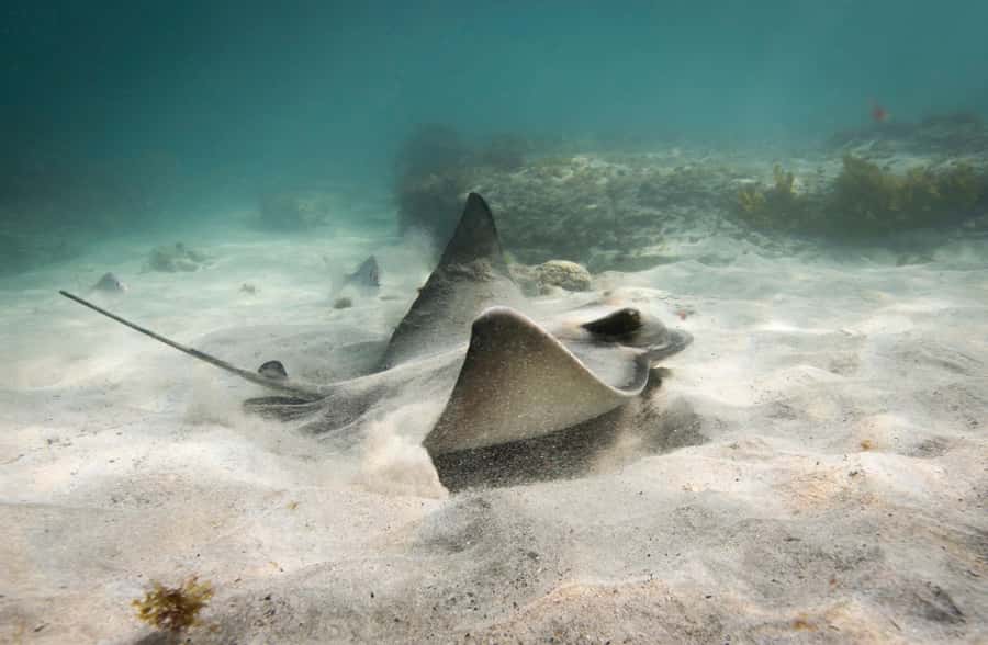 Guided Shore Dive Tour for Certified Divers - The Caves and Yellow Sponge Garden