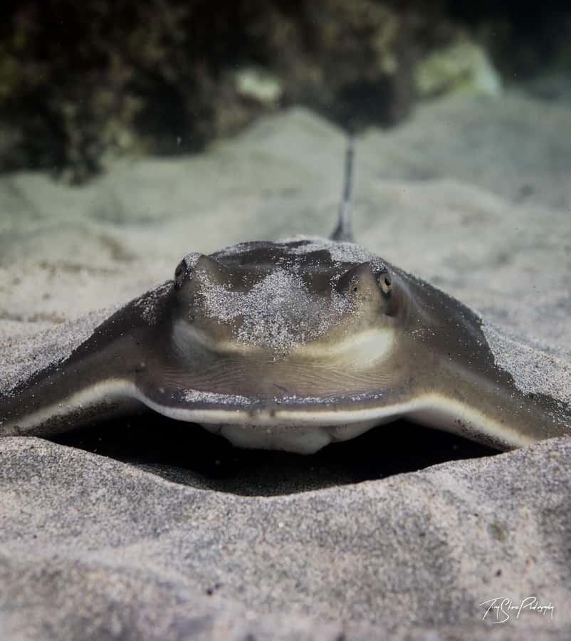 Guided Shore Dive Tour for Certified Divers - Who should book this outing