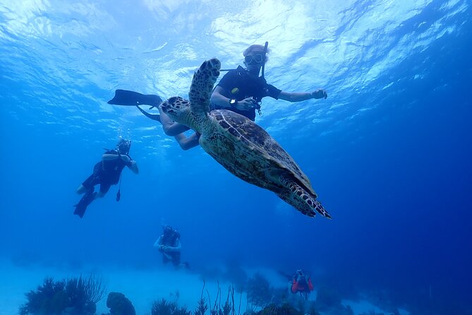 guided Shore Diving in Bonaire Marine Park with 2 Dives - Why this small Bonaire outing works well