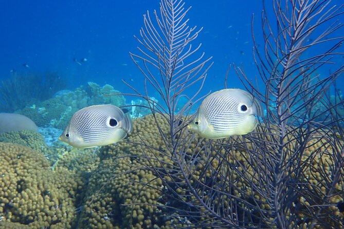 guided Shore Diving in Bonaire Marine Park with 2 Dives - The surface break between sessions