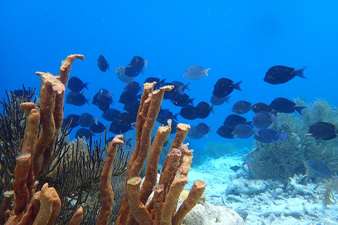 guided Shore Diving in Bonaire Marine Park with 2 Dives - Who should book this experience?