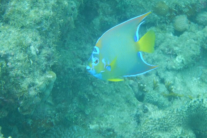 Guided Shore Diving Tour - What you may see beneath the surface