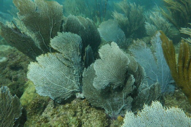 Guided Shore Diving Tour - Equipment, timing, and what the $69 covers