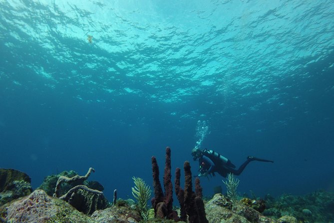 Guided Shore Diving Tour - Who will get the most from this tour?