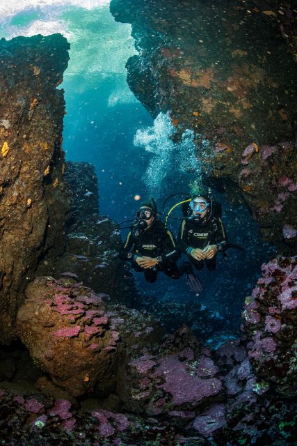 Half Day Dive Trip for Certified Divers - Practical timing and booking advice