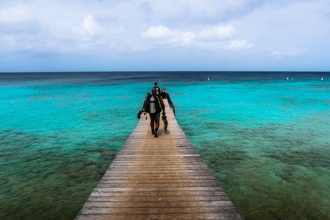 Half Day Diving adventure with Transportation Included - What you might see under the surface