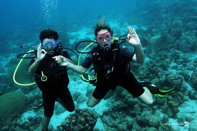 Half Day Diving adventure with Transportation Included - Equipment can change the real price