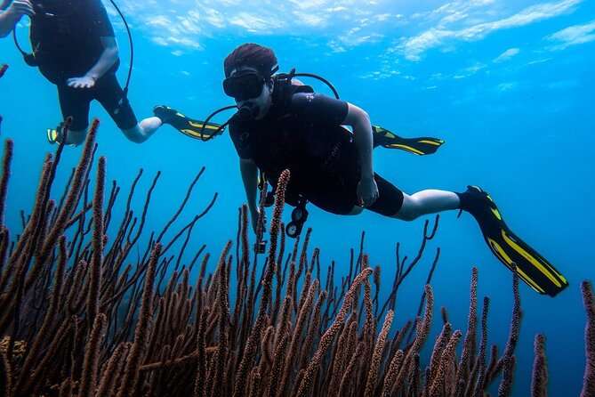 Half Day Diving adventure with Transportation Included - Why shore access works well here