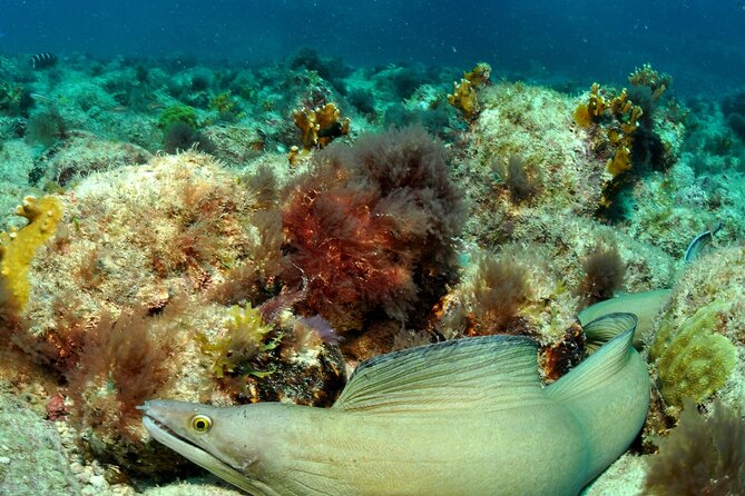 Half-Day Diving in Sal - How much attention will you get?