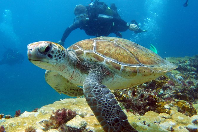 Half-Day Diving in Sal - First descent: deeper walls, caves, and wrecks