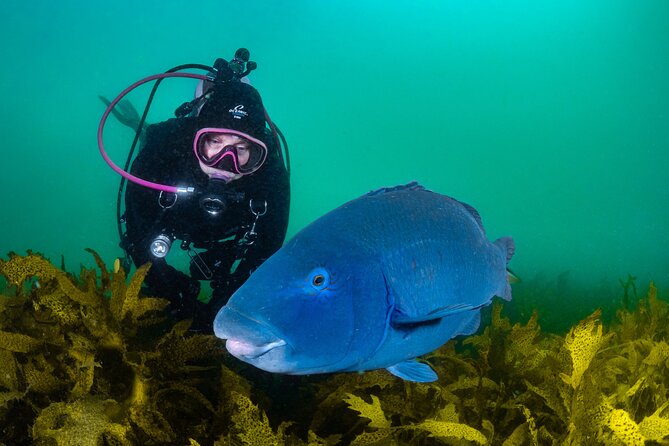 Half-Day Private Discover Dive at Australia's Iconic Beach - Why the two-to-one ratio matters on a first attempt