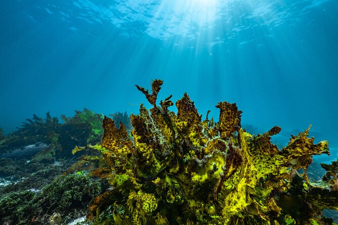 Half-Day Private Discover Dive at Australia's Iconic Beach - Who will get the most from this Bondi session?