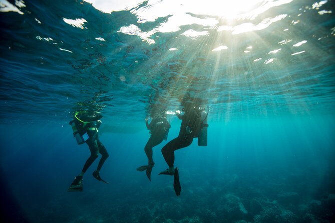 Half-Day Private Discover Dive at Australia's Iconic Beach - Booking details worth knowing before you commit