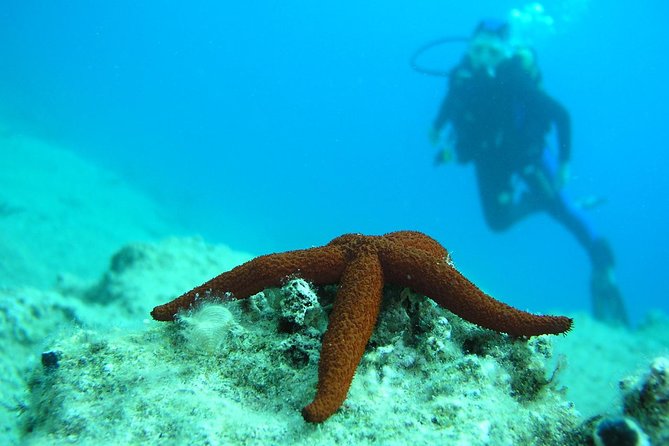 Half-day Scuba Diving Experience in Oludeniz - One underwater session, not a full day of scuba