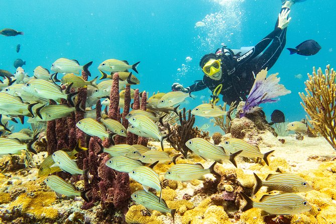 Half-Day Scuba Diving in Playa del Carmen for Small-Group - Choosing between the 8:00 a.m. and 12:30 p.m. departures